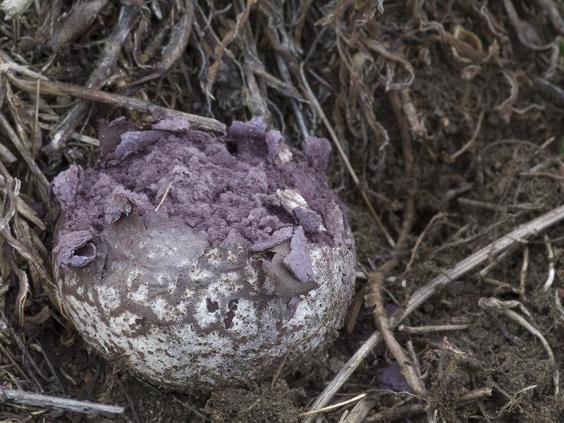 Calvatia fragilis